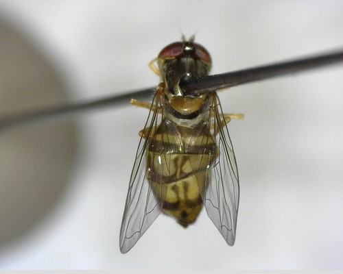 iNaturalist observation photo of Margined Calligrapher