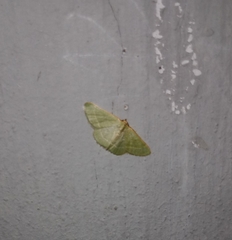 Microloxia indecretata