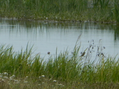 Emberizidae