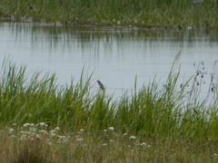 Emberizidae