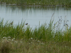 Emberizidae