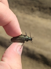 Carabus clatratus