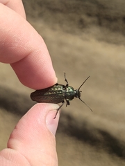 Carabus clatratus