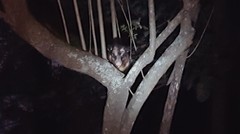 Didelphis aurita