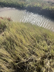 Pseudoraphis spinescens