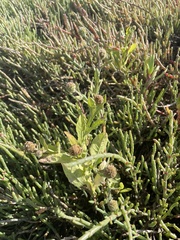 Pterocaulon sphacelatum