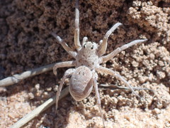 Hoggicosa