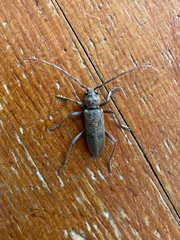 Brothylus gemmulatus