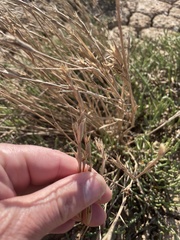 Xerochloa imberbis