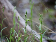Pterostylis viriosa