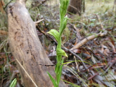 Pterostylis viriosa