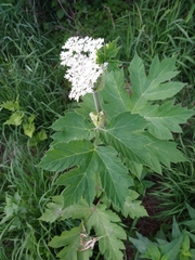 Heracleum maximum