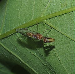 Leptomantispa pulchella