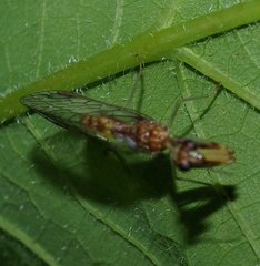 Leptomantispa pulchella