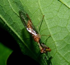 Leptomantispa pulchella