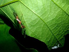 Leptomantispa pulchella