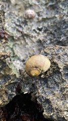 Nerita peloronta