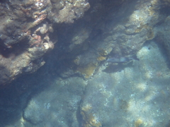 Parupeneus insularis