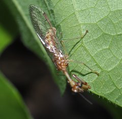 Leptomantispa pulchella