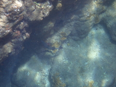 Parupeneus insularis