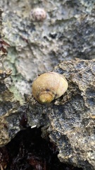 Nerita peloronta