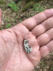 Punctelia appalachensis