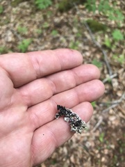 Punctelia appalachensis