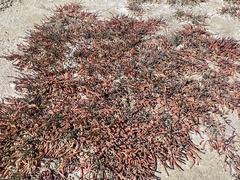 Tecticornia indica