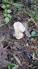 Lactarius subplinthogalus