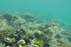 Chaetodon andamanensis