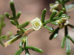 Cyanothamnus occidentalis