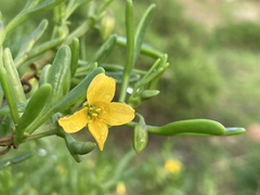 Roepera billardierei