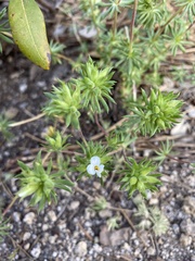 Leptosiphon nuttallii