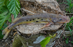 Hemisorubim platyrhynchos