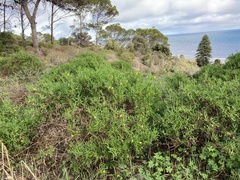 Roepera billardierei