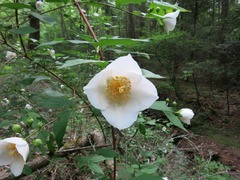 Philadelphus inodorus
