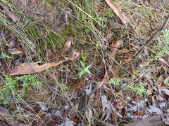 Pterostylis viriosa