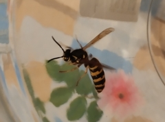 Vespula vulgaris
