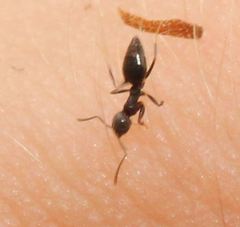 Technomyrmex difficilis