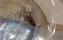 Vespula vulgaris