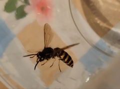 Vespula vulgaris