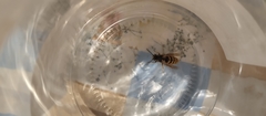 Vespula vulgaris