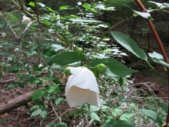 Philadelphus inodorus