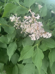 Syringa reticulata