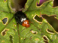 Podagrica fuscicornis