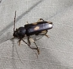 Tylonotus bimaculatus