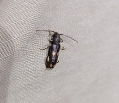 Tylonotus bimaculatus