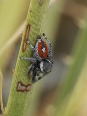 Phidippus vexans