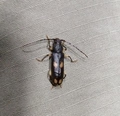 Tylonotus bimaculatus