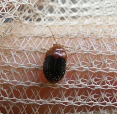 Prionocyphon discoideus